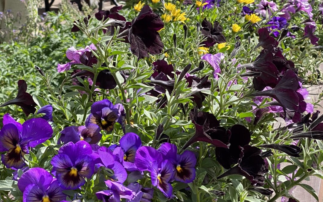 Mountain Roots is 15!!!