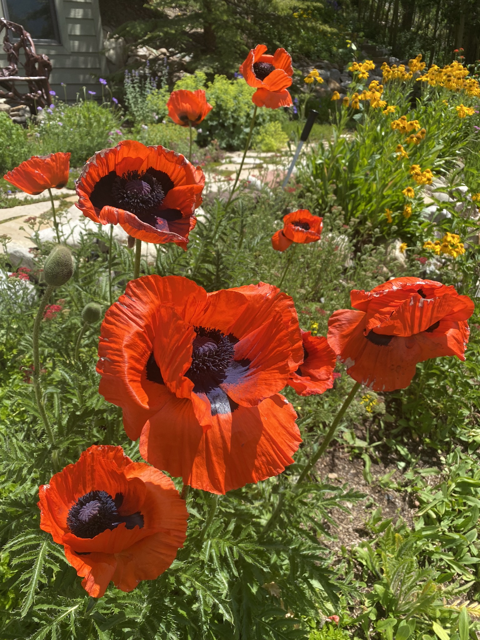 Blog | Mountain Roots