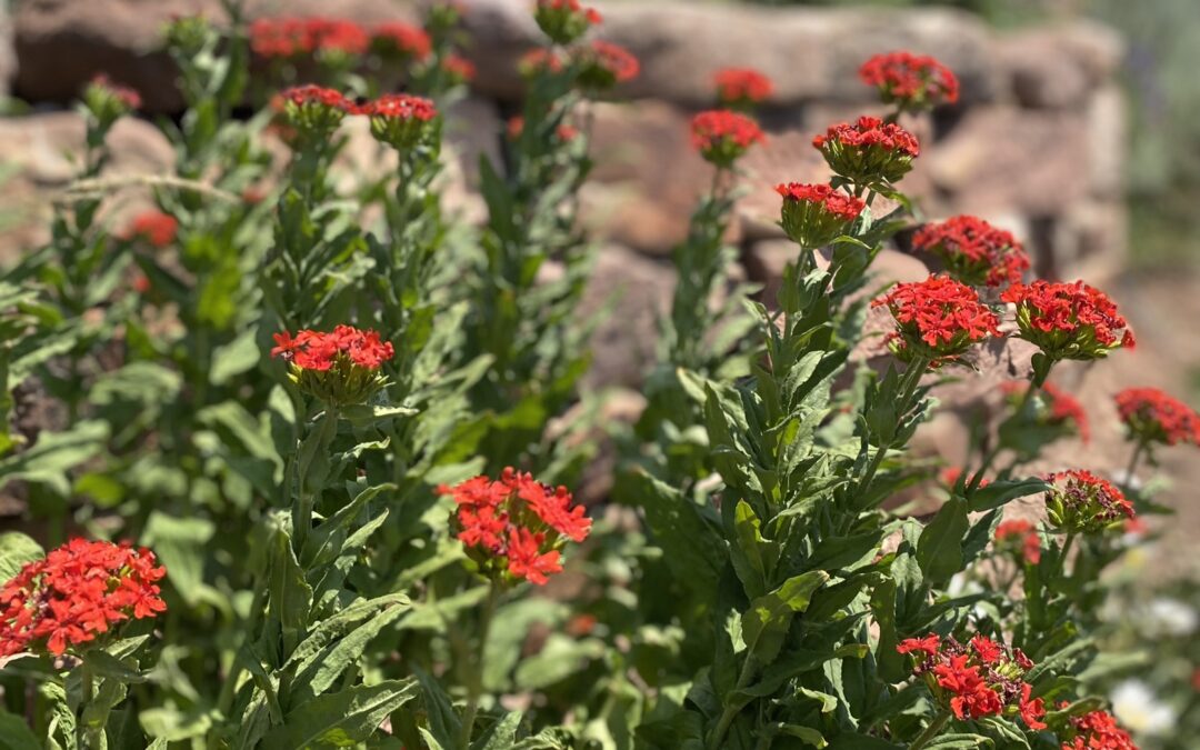 Plants Thriving and Surviving the Drought (May-mid July)