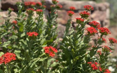 Plants Thriving and Surviving the Drought (May-mid July)